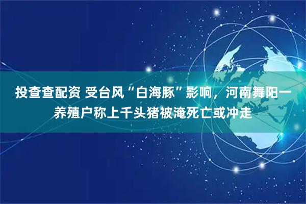 投查查配资 受台风“白海豚”影响，河南舞阳一养殖户称上千头猪被淹死亡或冲走